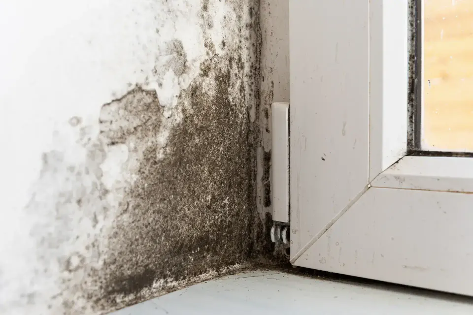 Water Damage Restoration Burien